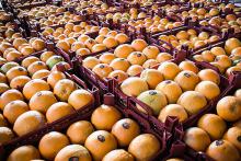 واردات پرتقال و نارنگی به صورت مشروط آزاد شد